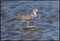 _6SB0245 lesser yellowlegs